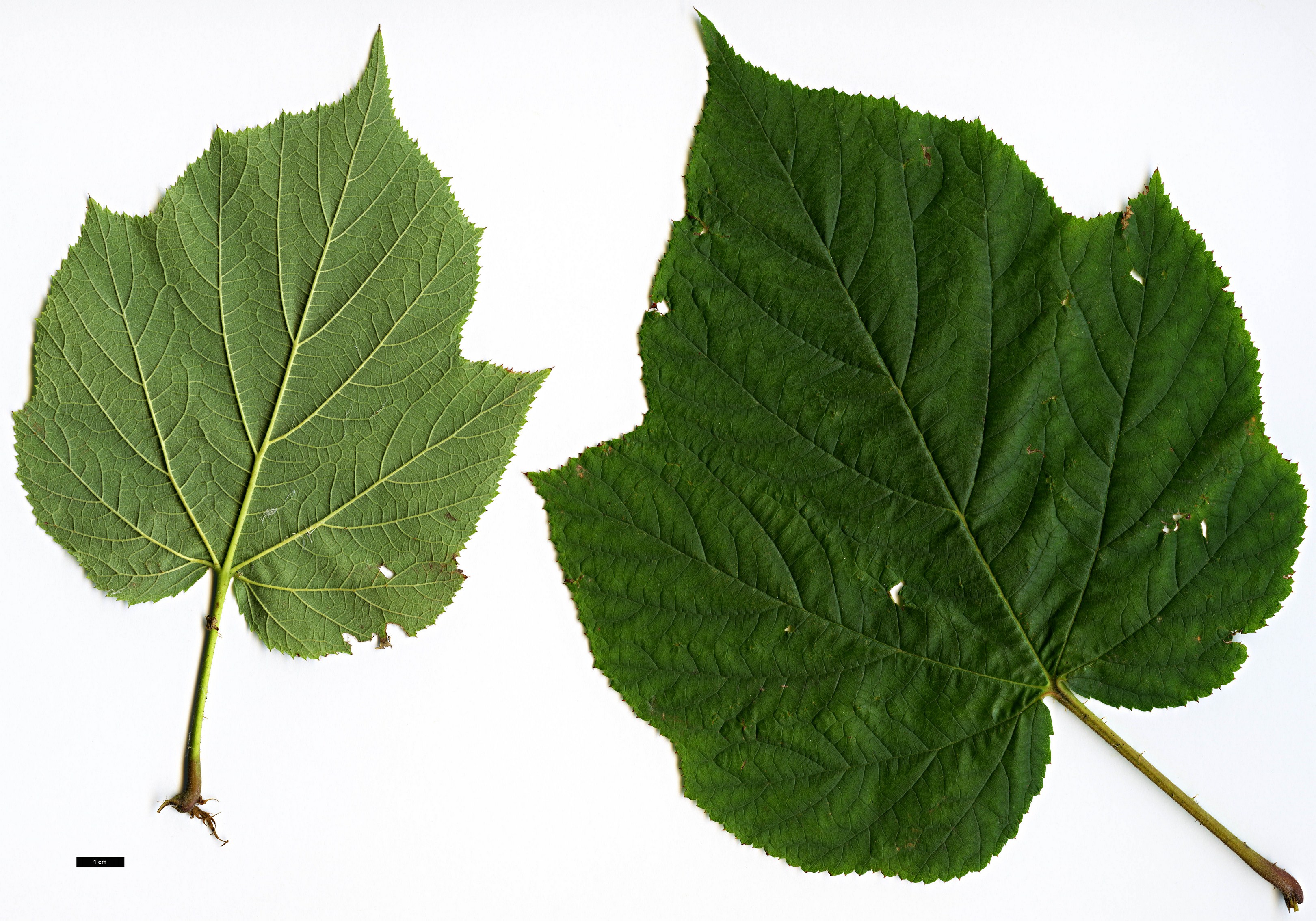 High resolution image: Family: Rosaceae - Genus: Rubus - Taxon: yiwuanus